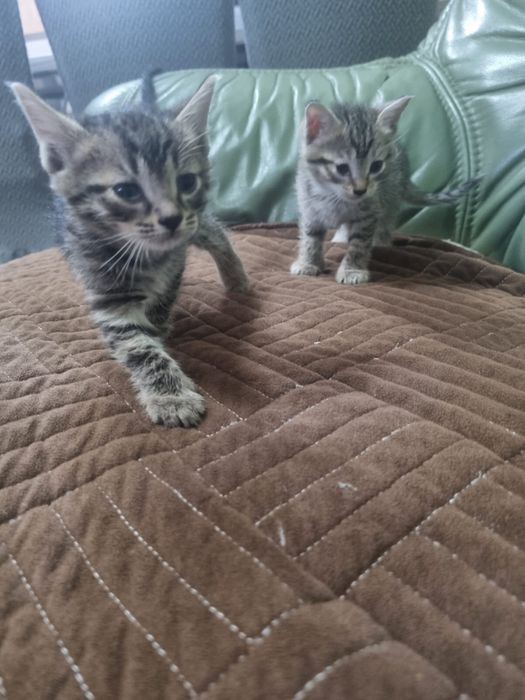Отдам котят в хорошие руки