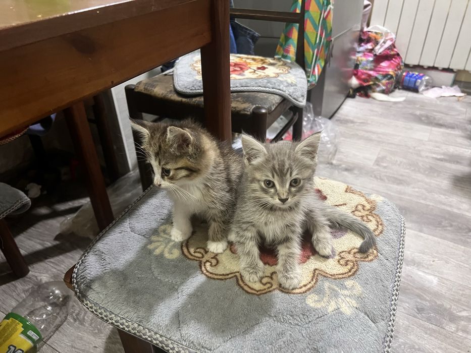 Котята в добрые руки!