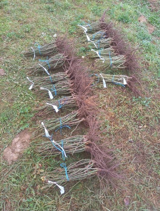 Trandafiri altoiti din butasi