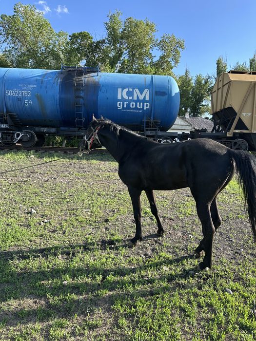 Жорға, Жорга, Иноходец