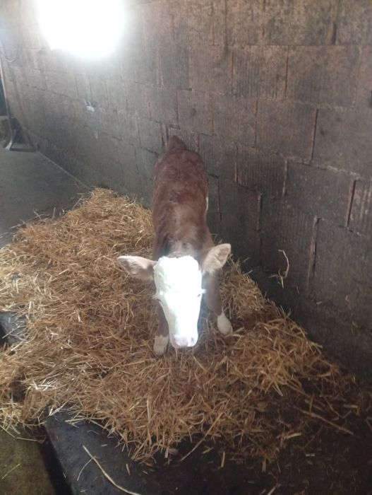 Disponibilă vitea din vaca foarte buna de lapte