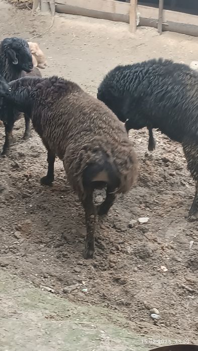 Quchqorlar bor sotiladi