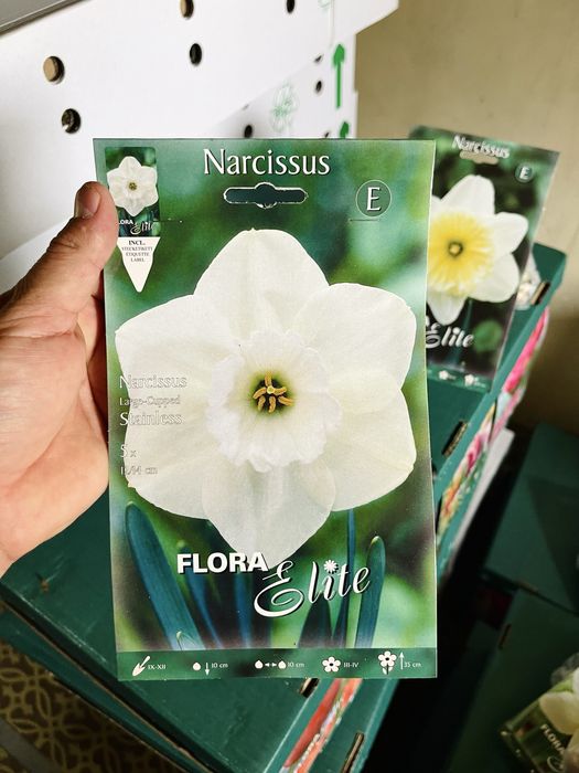 Нарциссы сортовые луковичные