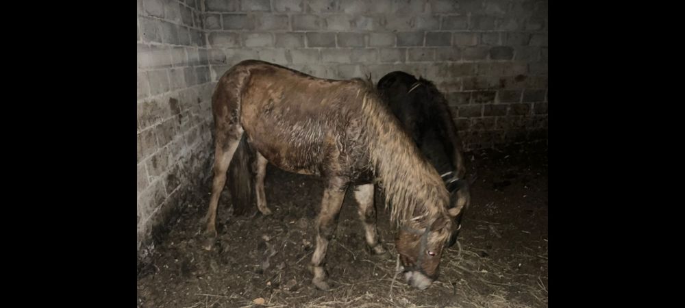 Лошадь Айгыр 5 лет