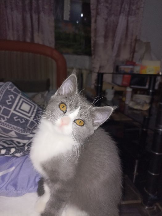 Отдам котят хорошие добрые руки