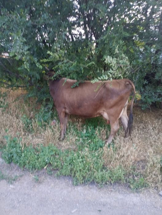 Продам Корову Алатау