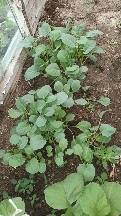 Продам излишки рассады , помидоры, перцы, капуста