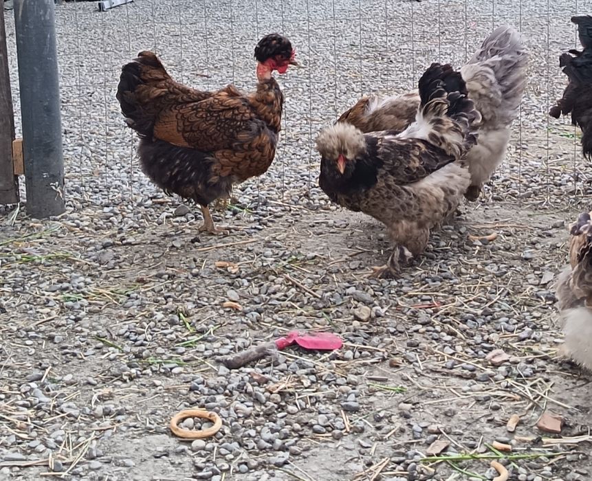 Găini moțate incaltate barboase de vanzare .