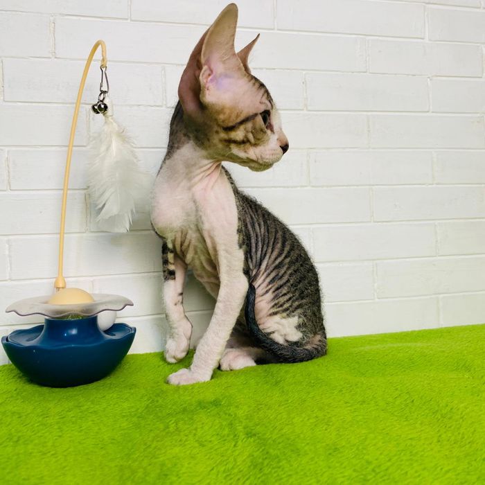 Девочка сфинкс (браш)