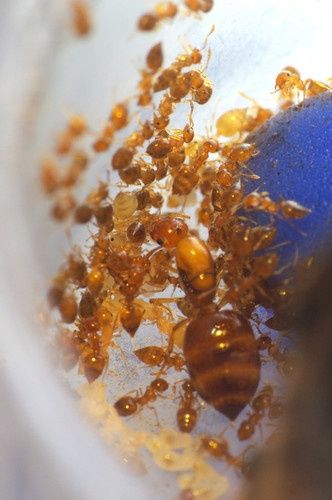 Муравьи Crematogaster Biroii
