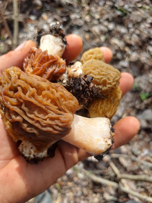 Zbarciogi de pădure