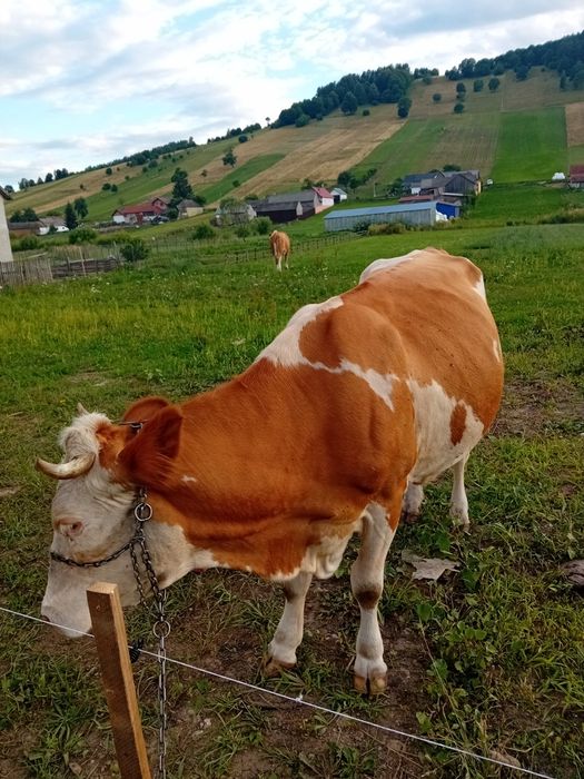 Vind vaca baltata romaneasca