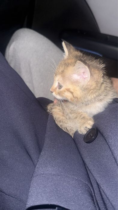 Кошка породистая