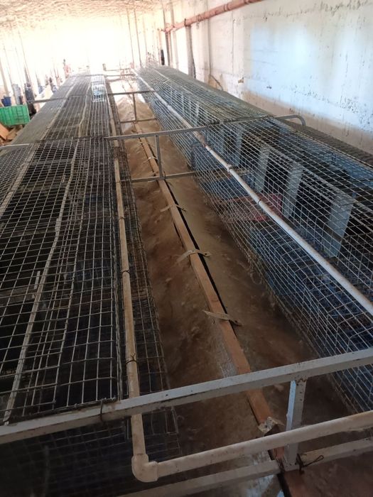 Quyonlar uchun nerjaviykalik kataklar umuman zanglamaydi