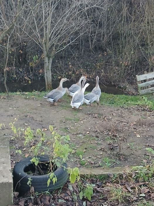 .Gâscă de vânzare