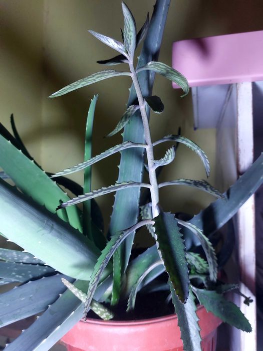 Каланхое Деграмона лечебно