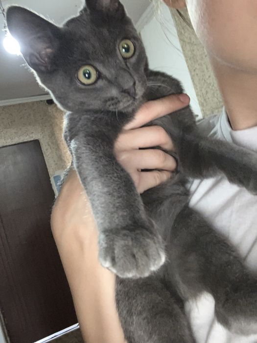 Кот русско голубой породы