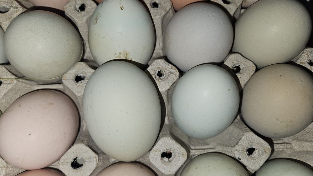 Oua pentru incubat