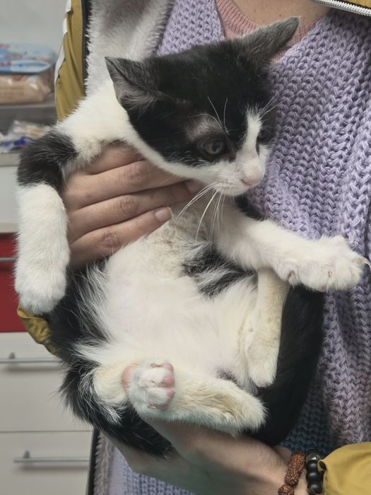 Pisicuta pentru adoptie,pui de pisicuta de adoptat,pisicuta frumoasa,pisica adoptie