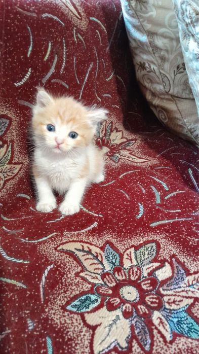 Котенок бесплатно