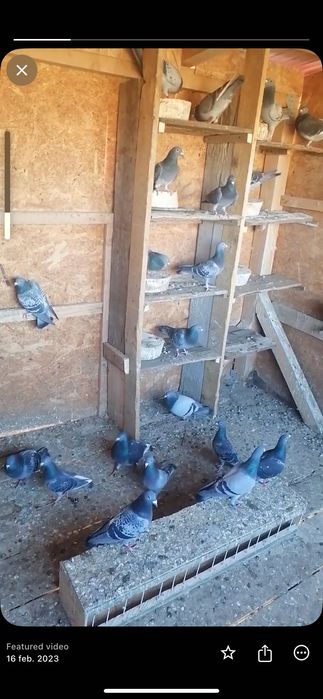 Porumbei voiajori cu origini bune,fond-maraton!Nu au pedigree!