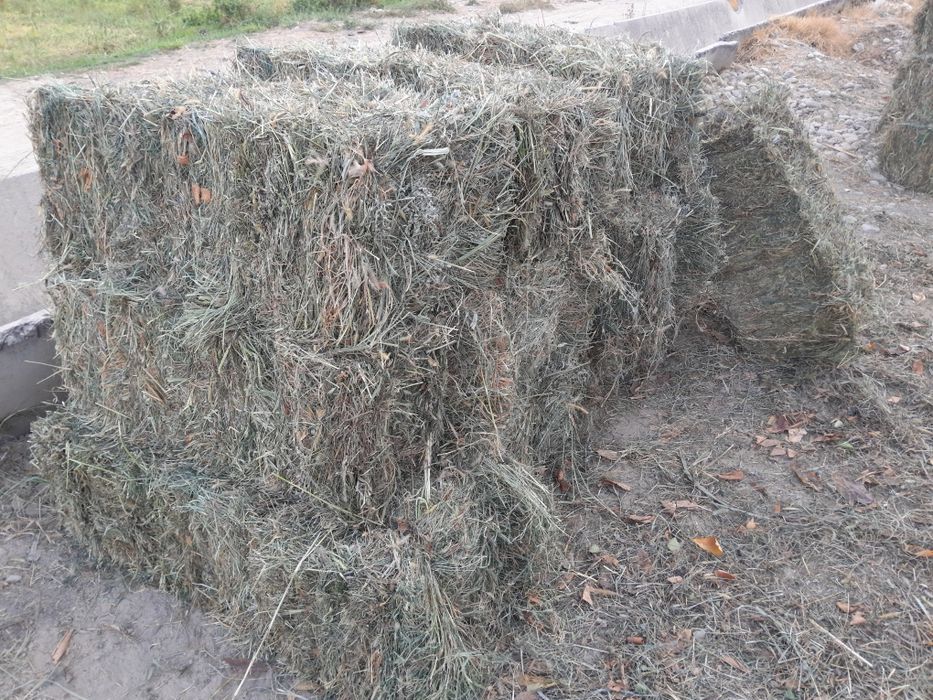 Pichan pres 80-90 sm lik, пчан прес 80-90см лик