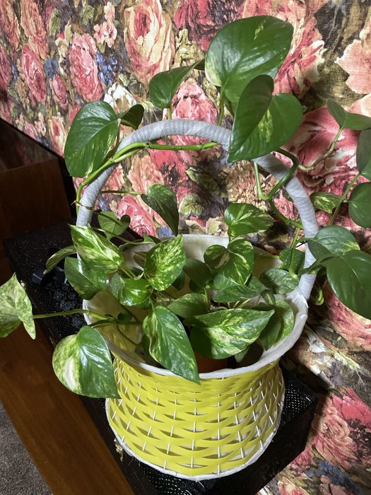 Домашние ростения.