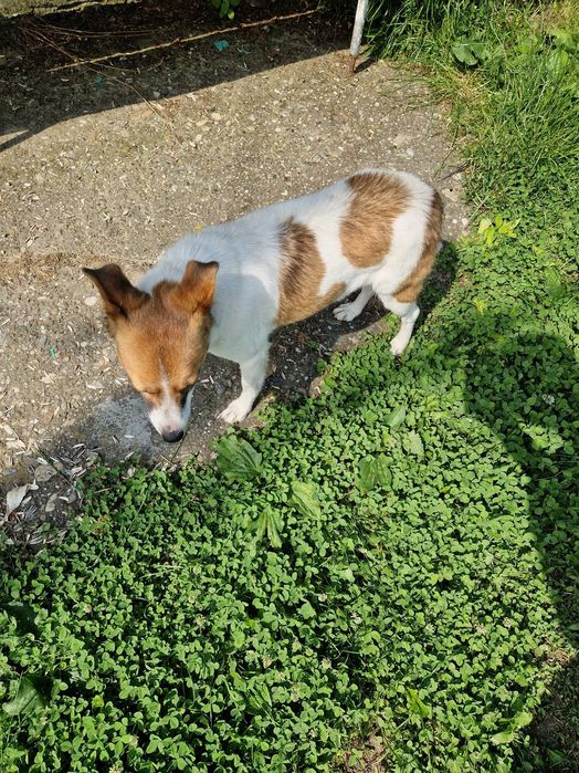Catelusa pentru adoptie