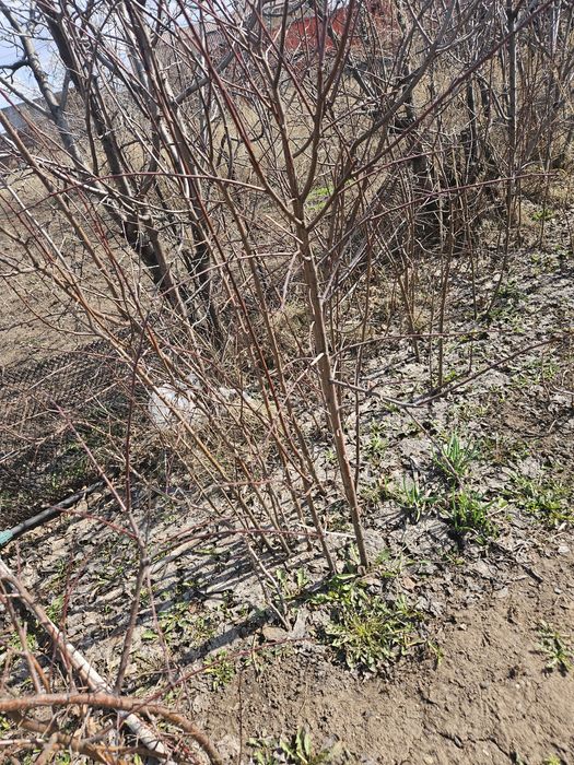 Продаются саженцы