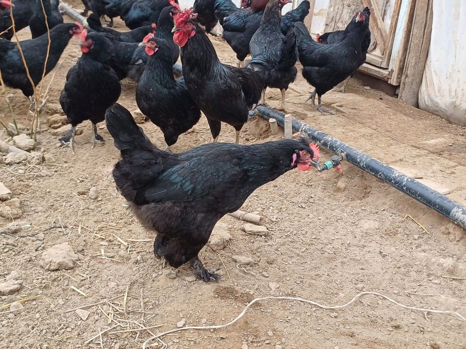 Қора шаҳзода тухуми ва хўрозлари сотилади