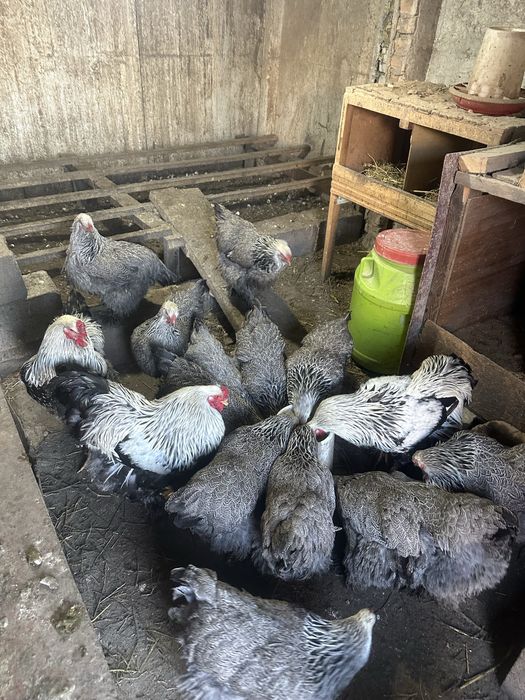 Инкубационые яица