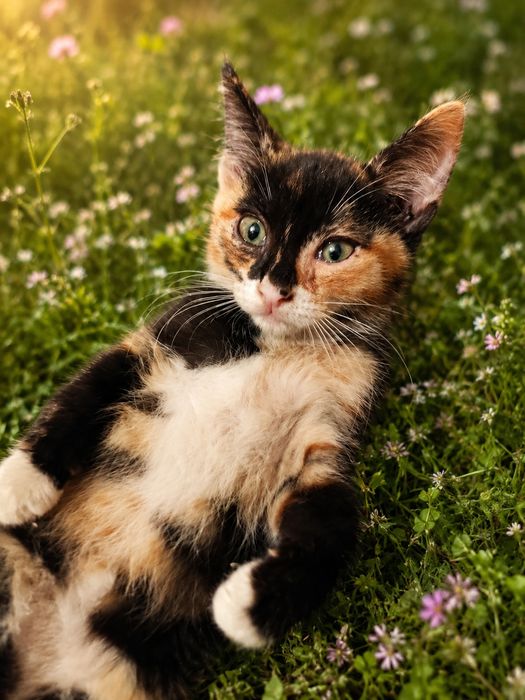 Котенок девочка ищет себе семью