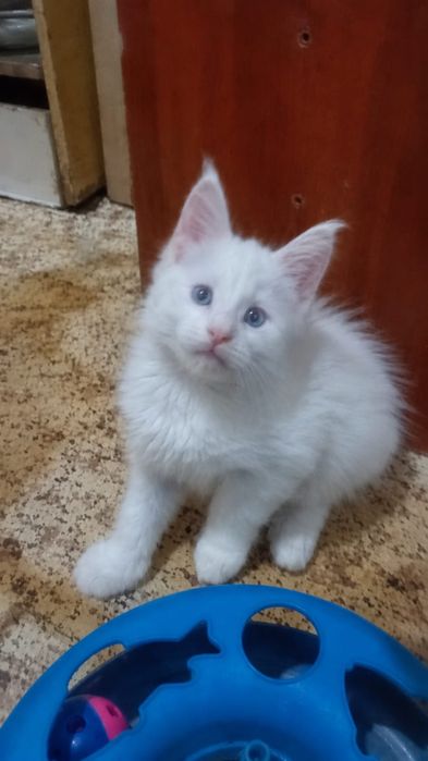питомник Мейн Кун