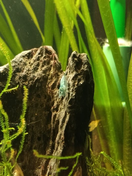 Скаридки Блу рили карбон