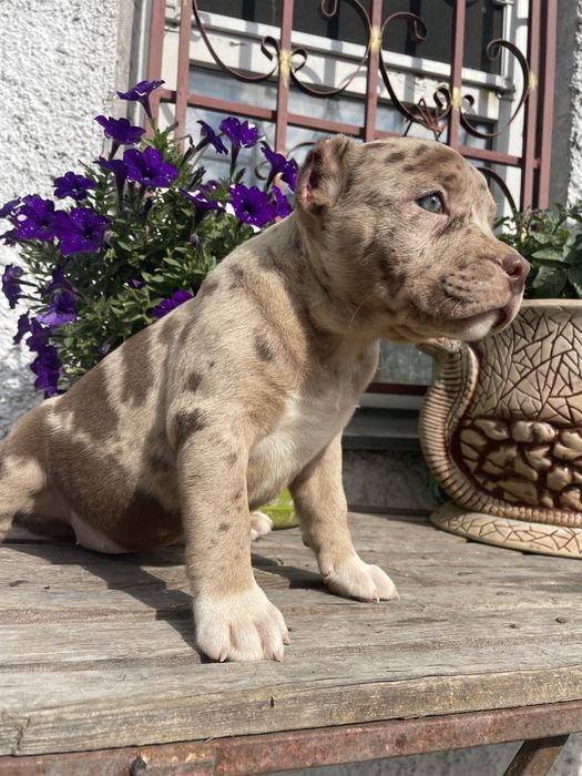 Американский булли