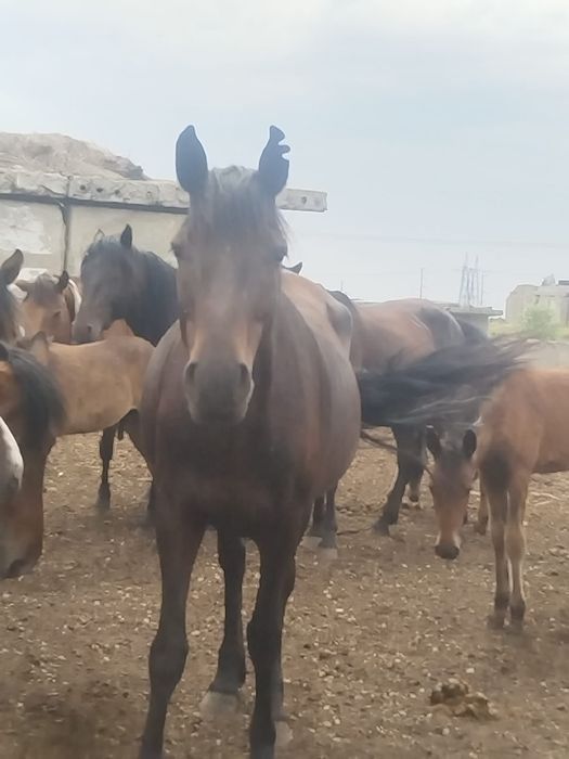 Продам или обменяю Лошадей