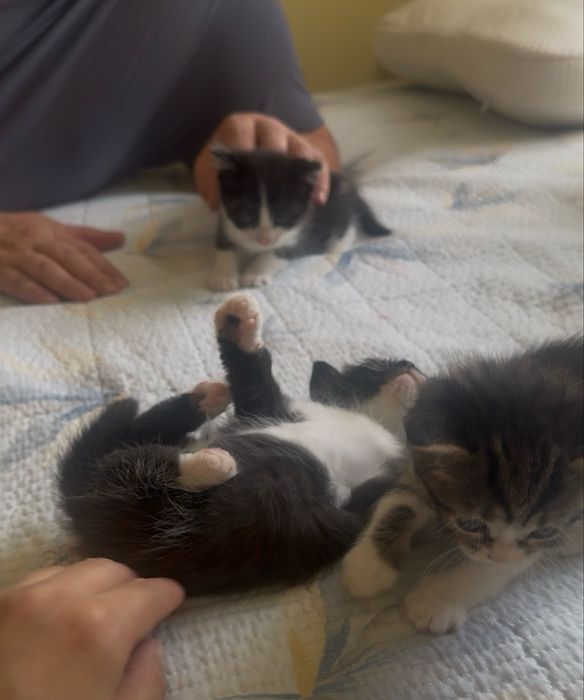 Отдам котят в хорошие руки, все девочки