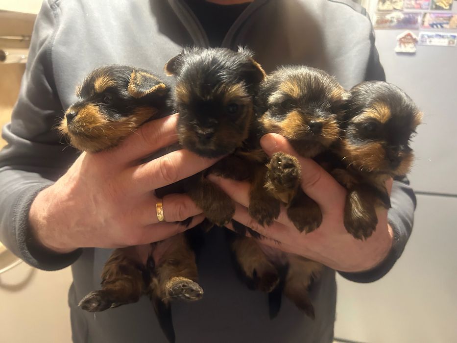 Бебета -йоркширски териер