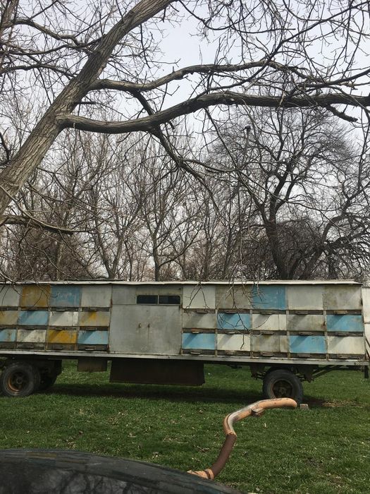 Пчелоприцеп с пчелами