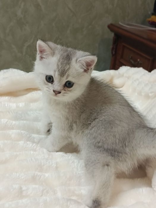 Котенок золотистый шиншилла