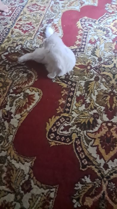 Ищу кота для вязки