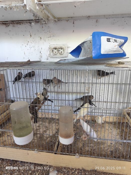 Vand papagali perusi , canari,zebre .etv