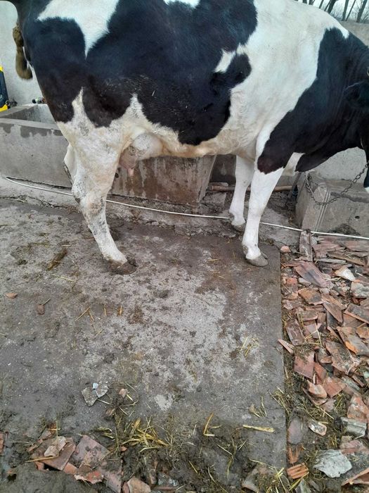 Vand vaca tanara buna de lapte