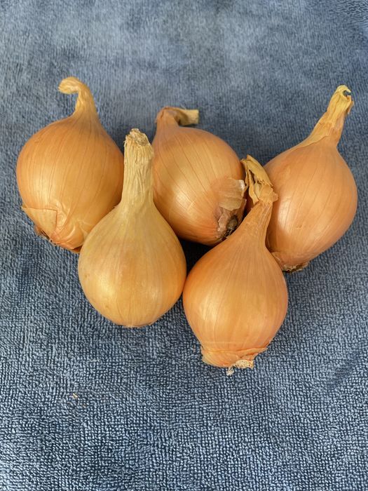 Продам лук монастырский и шалот