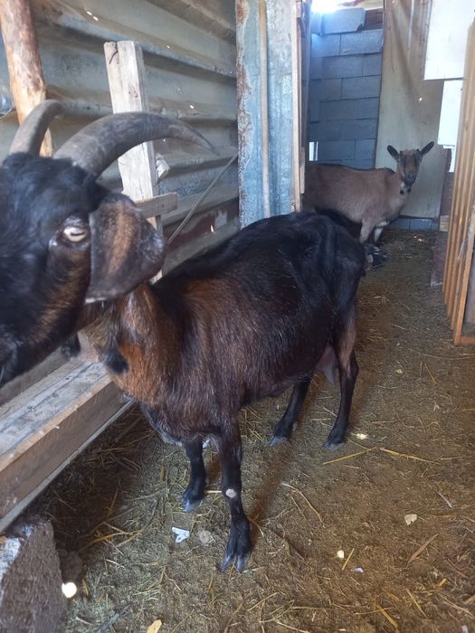 Ешкі сатылады! Ешкі лағымен бағасы 220 000тг