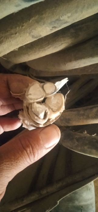 Oq qog'oz makulatura olamiz