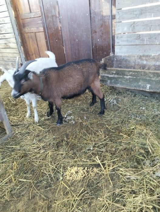 Продам козу альпийскую
