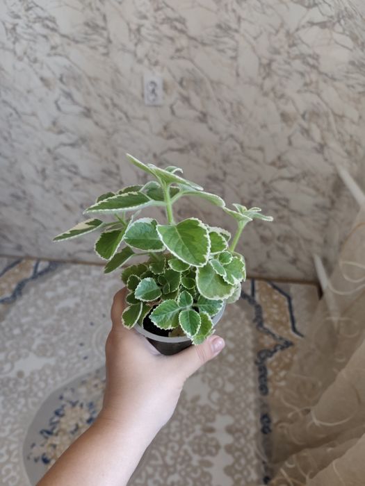 Комнатные растения