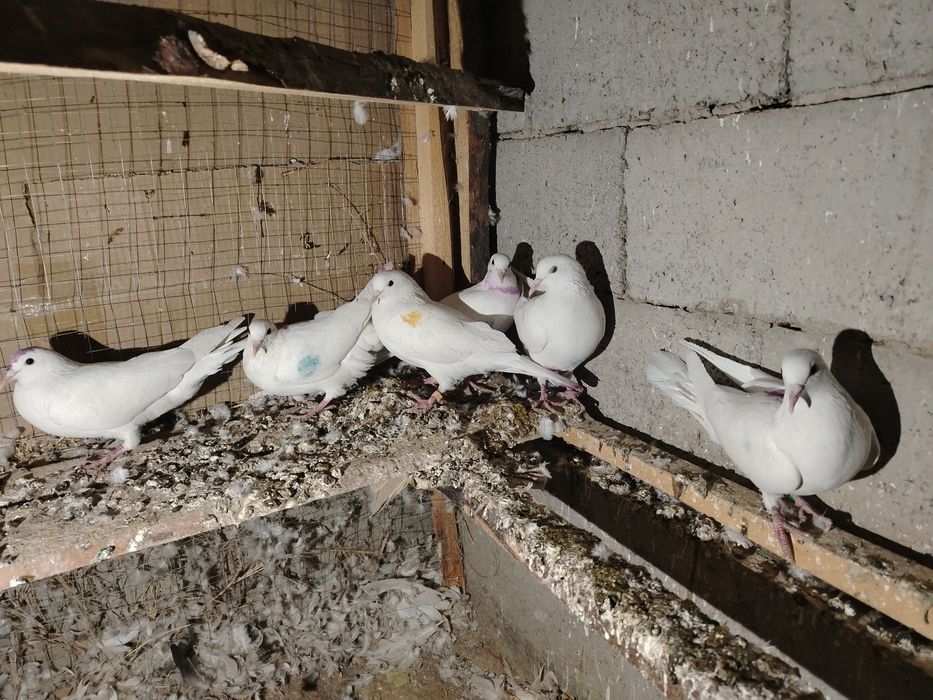 Иран кептерлер сатылады