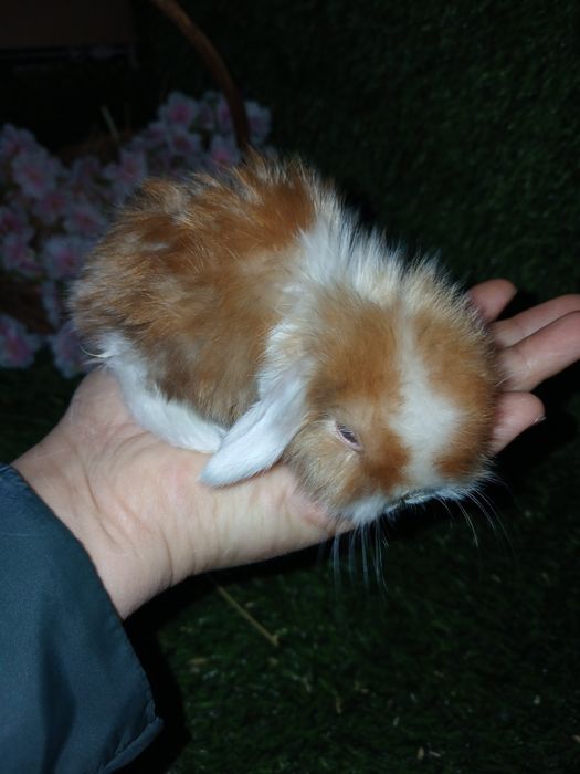 Декоративные кролики